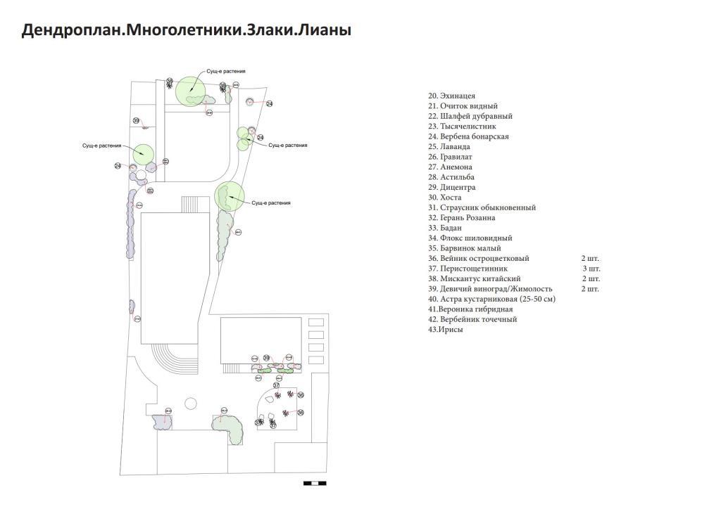 10. Дендроплан. Многолетники. Злаки. Лианы